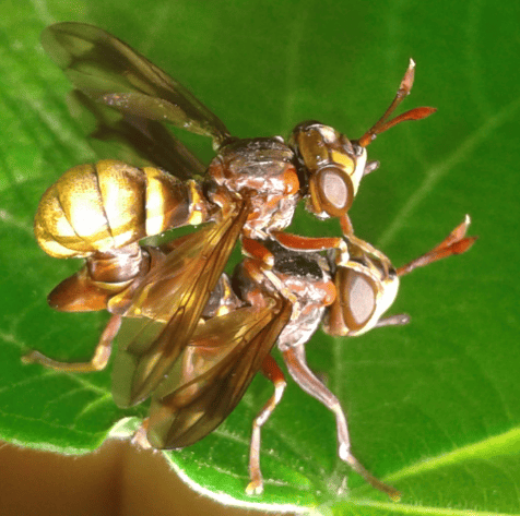 Conopidae : coppia di Conops vesicularis?